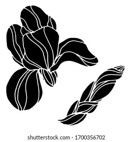 Vector drawing of iris flowers. Nature. Sketch, illustration.
