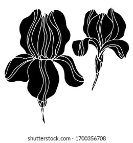 Vector drawing of iris flowers. Nature. Sketch, illustration.