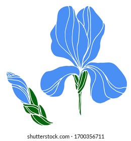 Vector drawing of iris flowers. Nature. Sketch, illustration.