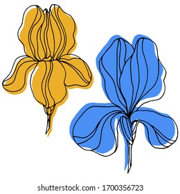 Vector drawing of iris flowers. Nature. Sketch, illustration.