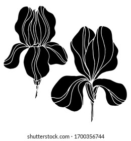 Vector drawing of iris flowers. Nature. Sketch, illustration.