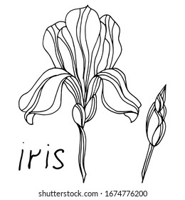 
Vektorillustration von Irisblumen. Skizze. Schöne Blumen