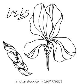 
Vector drawing of iris flowers. Sketch. Beautiful flowers