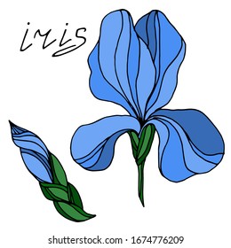 
Vector drawing of iris flowers. Sketch. Beautiful flowers