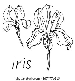 
Vector drawing of iris flowers. Sketch. Beautiful flowers