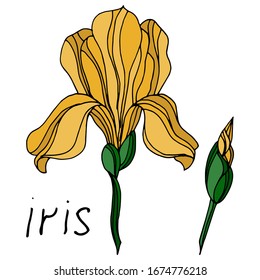 
Vector drawing of iris flowers. Sketch. Beautiful flowers