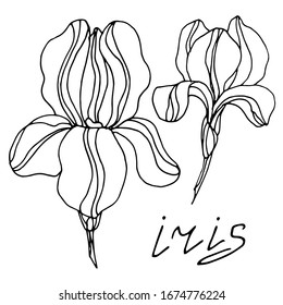 
Vector drawing of iris flowers. Sketch. Beautiful flowers