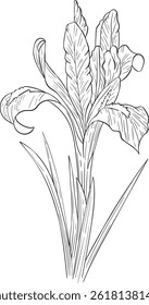 vector drawing of iris, on isolated white background
