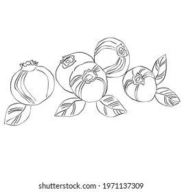 vector drawing. Isolated berry branch sketch on white background. Summer fruit engraved style illustration. Detailed hand drawn vegetarian food. Great for label, poster, print