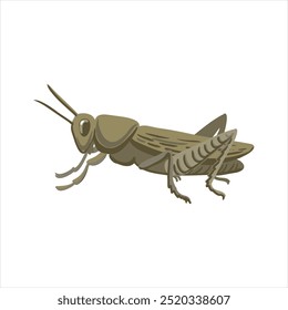 vector drawing Italian locust, Calliptamus italicus isolated at white background, garden pest, hand drawn illustration