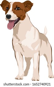 Vector drawing of Jack Rassel Terrier on white background