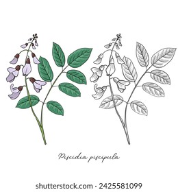 vector drawing Jamaica dogwood, Piscidia piscipula, Florida fishpoison tree, hand drawn illustration of medicinal plant svg
