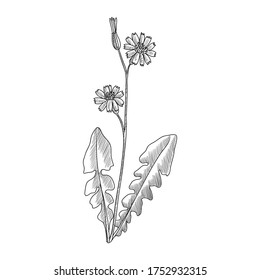 vector drawing japanese hawkweed , Youngia japonica , hand drawn illustration of medicinal plant