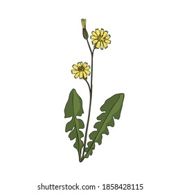 vector drawing japanese hawkweed , Youngia japonica , hand drawn illustration of medicinal plant