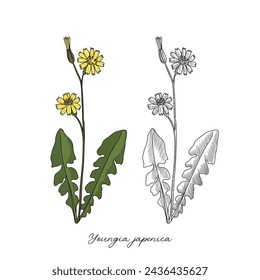 vector drawing japanese hawkweed , Youngia japonica , hand drawn illustration of medicinal plant