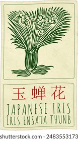 Vektorgrafik Zeichnung JAPANISCHE IRIS auf Chinesisch. Handgezeichnete Illustration. Der Name des Latins lautet IRIS ENSATA THUNB.
