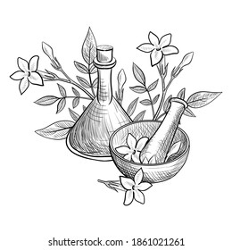 vector drawing jasmine essential oil, Jasminum officinale, bottle, mortar and pestle at white background, hand drawn illustration
