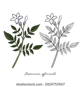 vector drawing jasmine flower, Jasminum officinale , hand drawn illustration