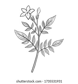 vector drawing jasmine, Jasminum officinale , hand drawn illustration