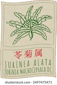 Vector drawing JURINEA ALATA in Chinese. Hand drawn illustration. Latin name is JURINEA MACROCEPHALA DC.
