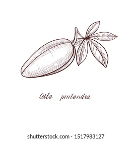 Vector Drawing Kapok Seed Fruit, Ceiba Pentandra , Hand Drawn Illustration