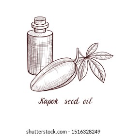 Vector Drawing Kapok Seed Oil, Bottle Of Vegetable Oil And Ceiba Pentandra Fruit, Hand Drawn Illustration