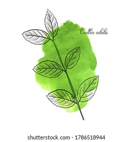khat de dibujo vectorial, Catha edulis al fondo de la acuarela verde, ilustración a mano de planta medicinal
