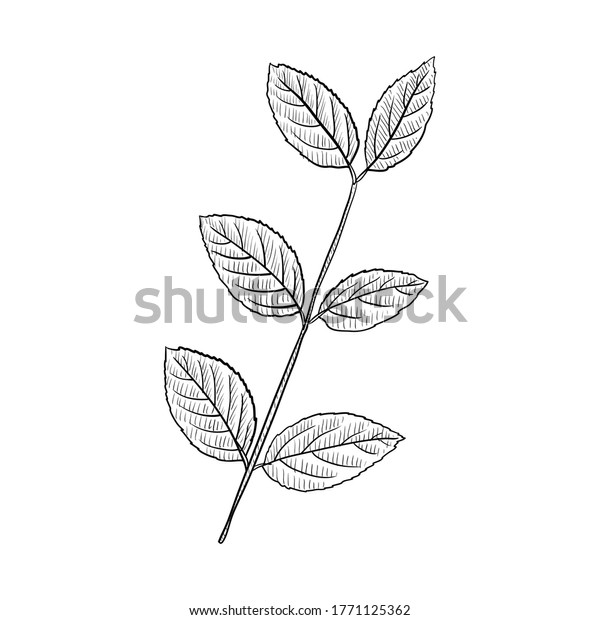 vector drawing khat, Catha edulis, hand drawn\
illustration of medicinal\
plant