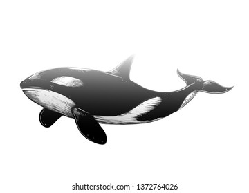 Vector drawing of killer whale in black color, isolated on white background. Graphic illustration, hand drawing. Drawing for posters, decoration and print. Vector illustration