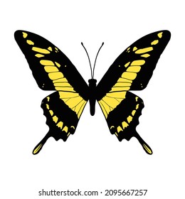 Vektorgrafik-Rotschwanzschmetterling, Papilio-Schmetterlinge einzeln auf weißem Hintergrund, handgezeichnet