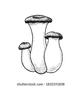 Vector drawing of king trumpet mushrooms black and white graphics, big mushroom, lamellar mushrooms, gourmet cuisine, vegetarian, autumn mushrooms isolated on white background for print, cookbook