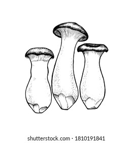 Vector drawing of king trumpet mushrooms black and white graphics, big mushroom, lamellar mushrooms, gourmet cuisine, vegetarian, autumn mushrooms isolated on white background for print, cookbook