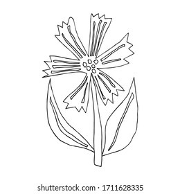 Vector drawing of a knapweed in doodle style. Hand drawn vector illustration in black ink on a white background. Coloring book for children and adults. Eps 8.