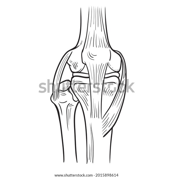 Vector Drawing Knee Bone Ligaments Human Stock Vector (Royalty Free ...