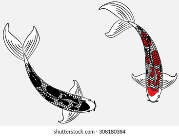 Vector drawing koi and lotus