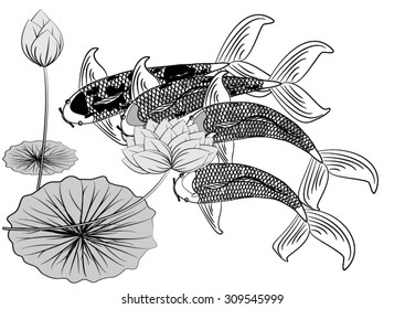 Vector drawing koi and lotus for background