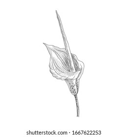 vector drawing konjak flower, Amorphophallus konjac, hand drawn illustration