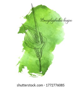 vector drawing konjak flower, Amorphophallus konjac at green watercolor background, hand drawn illustration
