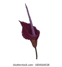 vector drawing konjak flower, Amorphophallus konjac at white background, hand drawn illustration