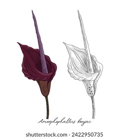vector drawing konjak flower, Amorphophallus konjac at white background, hand drawn illustration