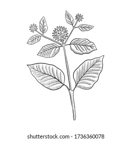 kratom de dibujo vectorial, Mitragyna speciosa, ilustración dibujada a mano