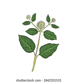 kratom de dibujo vectorial, Mitragyna speciosa, ilustración dibujada a mano