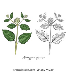 vector drawing kratom, Mitragyna speciosa , hand drawn illustration