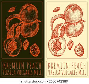 Vector drawing KREMLIN PEACH. Hand drawn illustration. Latin name is PERSICA VULGARIS MILL.
