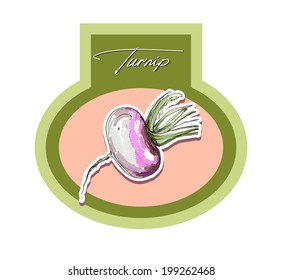 Vector drawing labels turnip vector hand drawing turnips vegetables root Vector drawing hand turnip root vegetables 