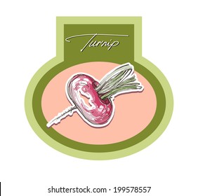 Vector drawing labels turnip vector hand drawing turnips vegetables root Vector drawing hand turnip root vegetables
