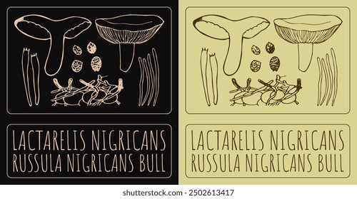 Vector drawing LACTARELIS NIGRICANS. Hand drawn illustration. Latin name is RUSSULA NIGRICANS BULL.
