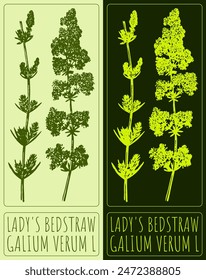 Vector drawing LADY'S BEDSTRAW. Hand drawn illustration. The Latin name is GALIUM VERUM L.
