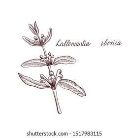 vector drawing Lallemantia iberica plant, hand drawn illustration