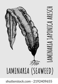 Vector drawing laminaria sea kale. Hand drawn illustration. The Latin name is Laminaria japonica Aresch. Edible algae. 
